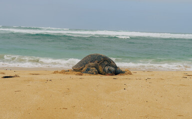 turtle on the beach on a stormy day on oahu in hawaii