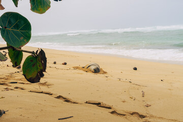 seal on the beach on a stormy day on oahu in hawaii