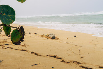 seal on the beach on a stormy day on oahu in hawaii
