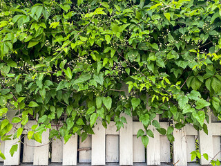 Living green wall of wild grapes white wooden fence