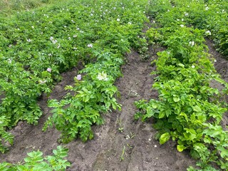 Fototapeta na wymiar plantation with green flowering potato bushes