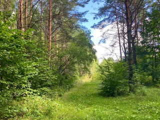 Fototapeta na wymiar beautiful forest landscape. dense mixed forest in summer