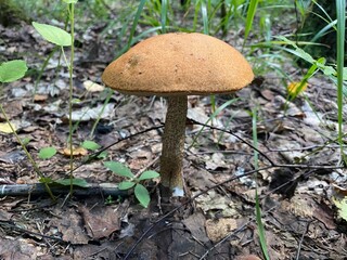 edible mushroom grows in the forest