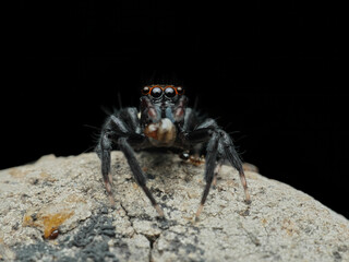 Black jumping spider eat prey on the rock