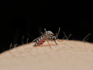 Asian tiger mosquito suck blood on the human skin