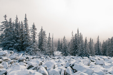 Coniferous snow forest with big stones in winter. Beautiful mountain landscape.