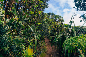 jungle on mauna kalaa on a beautiful day on oahu in hawaii