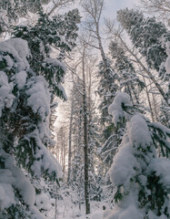 Winter pin tree forest in winter. 