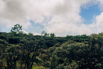 clouds over the jungle on mauna kalaa on a beautiful day on oahu in hawaii