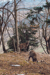 Obraz na płótnie Canvas Austrian black goat in forest