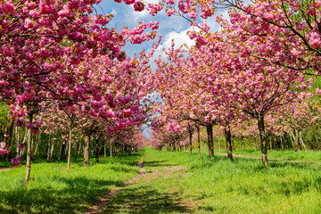 Avenue of Japanese cherry trees, donated by Japan to the reunification of Germany, on the former...
