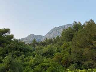 Fototapeta na wymiar green forest in distance beautiful mountains visible in Croatia