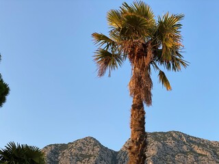 Palm tree grows against blue sky and mountains are visible