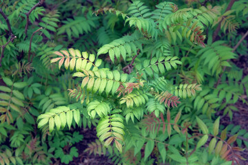 Bush with young leaves in the forest. View from above. Green leaves in spring. Nature pattern.