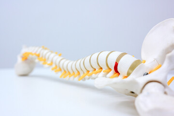Naklejka premium Close-up of human spine and spine or spine model. Isolated on white background.