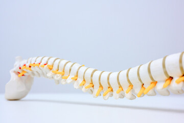 Close-up of human spine and spine or spine model. Isolated on white background.