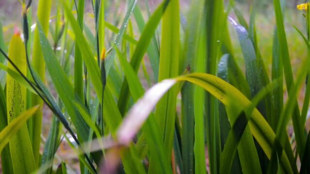 background of green weeds in the garden