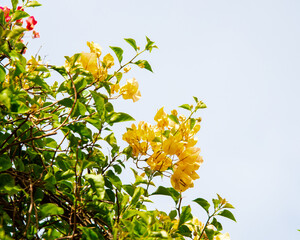 Yellow Bougainvillea flowers blooming under blue sky in Nha Trang, Vietnam, a genus of tropical...