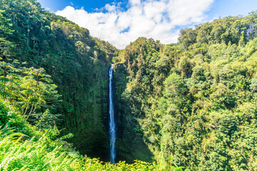 akaka falls in jungle on the pacific coast on big island in hawaii
