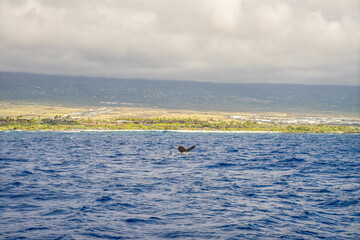 humpback whales swimming and jumping in the pacific on big island in hawaii