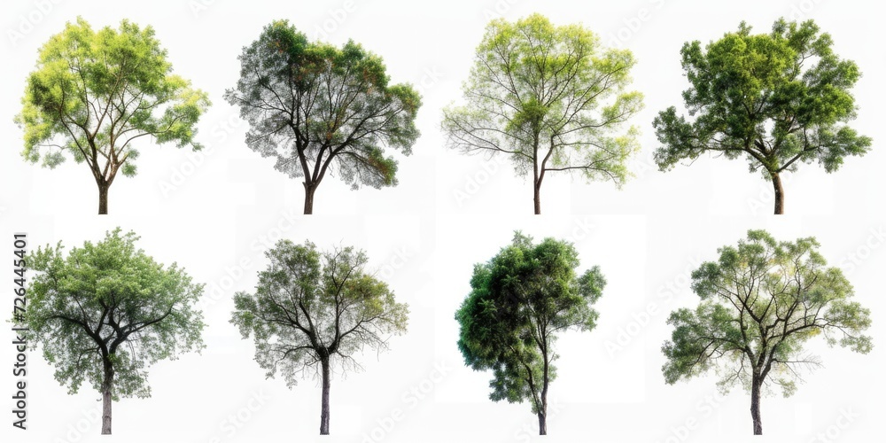 Aufkleber A picture depicting a group of trees at different stages of growth. This image can be used to represent the cycle of life or the concept of growth and development.