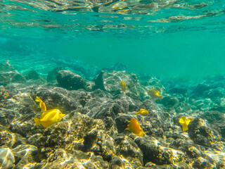 coral reef with yellow fish and coral on big island in hawaii