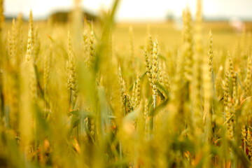 Fototapeta premium Close-up of wheat ears growing in a field
