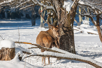 Red Deer In The Winter Forest