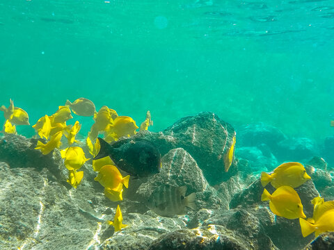 coral reef with yellow fish and coral on big island in hawaii