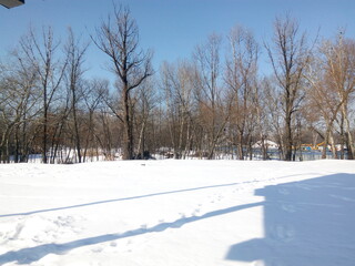 snow covered trees. winter landscape with trees