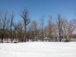 snow covered trees. winter landscape with trees