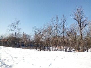 snow covered trees. winter landscape with trees