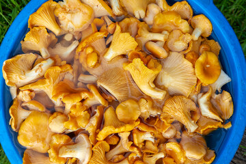  Yellow chanterelles mushrooms in the bucket