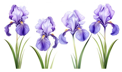 Naklejka na ściany i meble iris flower on white