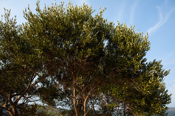 old olive tree with fruits in the Montenegro