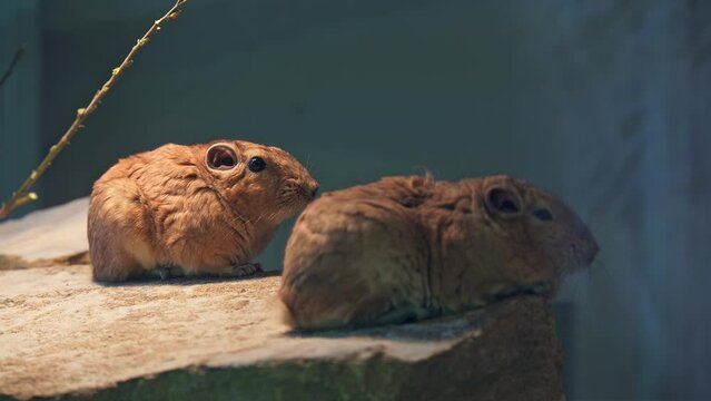 Detail of the common gundi (Ctenodactylus gundi), species of rodent in the family Ctenodactylidae. It is found in Algeria, Libya, Morocco, and Tunisia.