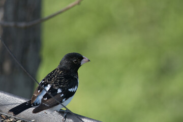 Rose-Breasted Grosbeak perched on ledge of birdfeeder and looking out into the yard