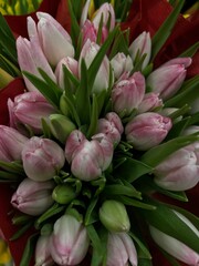 Fototapeta premium Tulips 