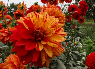 - 1. autumn flowers two-color dahlia - orange and red