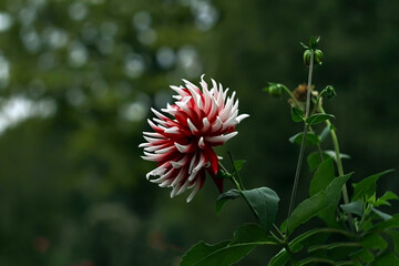 - 1. autumn flowers two-color dahlia - white and red