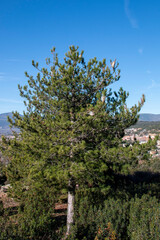 Nests of processionary caterpillars on pine trees in winter that, due to the high temperatures, the worms themselves can be seen.