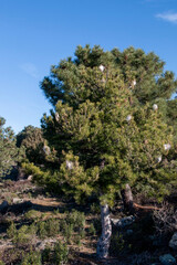 Nests of processionary caterpillars on pine trees in winter that, due to the high temperatures, the worms themselves can be seen.