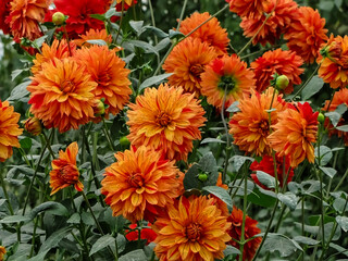 - 1a. autumn flowers - two-color dahlia - orange and red