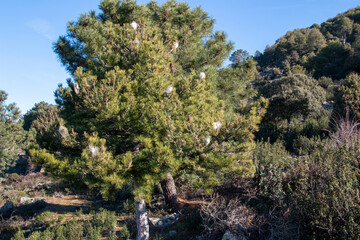 Fototapeta premium Nests of processionary caterpillars on pine trees in winter that, due to the high temperatures, the worms themselves can be seen.