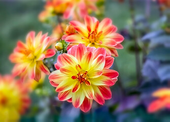 - 2. autumn flowers two-color dahlia - orange and red