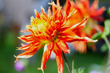 - 3. autumn flowers two-color dahlia - orange and red
