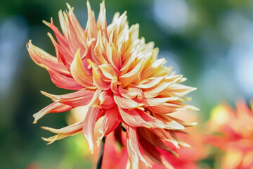 - 4. autumn flowers two-color dahlia - orange and red