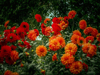 - 4a. autumn flowers two-color dahlia - orange and red
