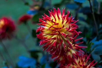 - autumn flowers bicolor dahlias in the garden