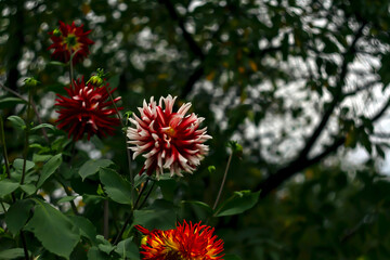 - autumn flowers bicolor dahlias